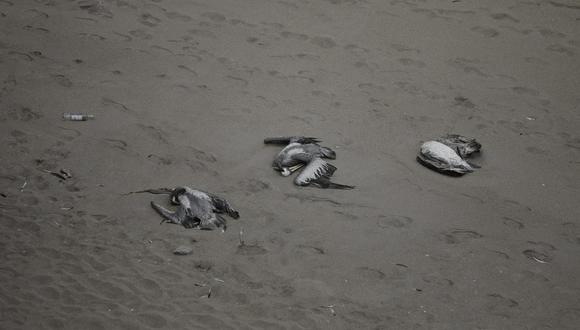 Más de 13 mil aves silvestres marinas muertas por gripe aviar ante emergencia sanitaria en el país. (Foto: GEC)