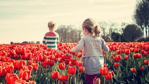 Miles de extranjeros visitan Holanda durante los meses de marzo, abril y mayo para ver los tulipanes en pleno esplendor. (Pixabay)