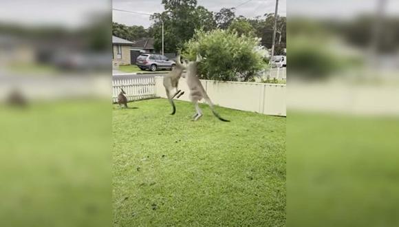 En Australia es muy habitual presenciar pelea de los canguros, ya sea en época de celo o por su territorio. | Foto: Tori McEwan
