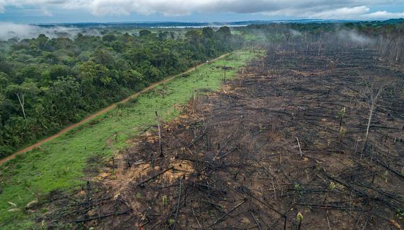 Amazonia: la desforestación impulsada por la expansión de la ganadería y la agricultura es una de las principales amenazas de la biodiversidad.