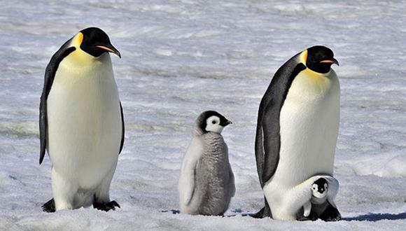 Crías de pingüino emperador mueren por el deshielo de la Antártida. (Foto: National Geographic)