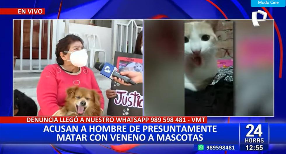 ¡Horror en Villa María del Triunfo! Acusan a vecino de envenenar a 13 perritos y gatitos
