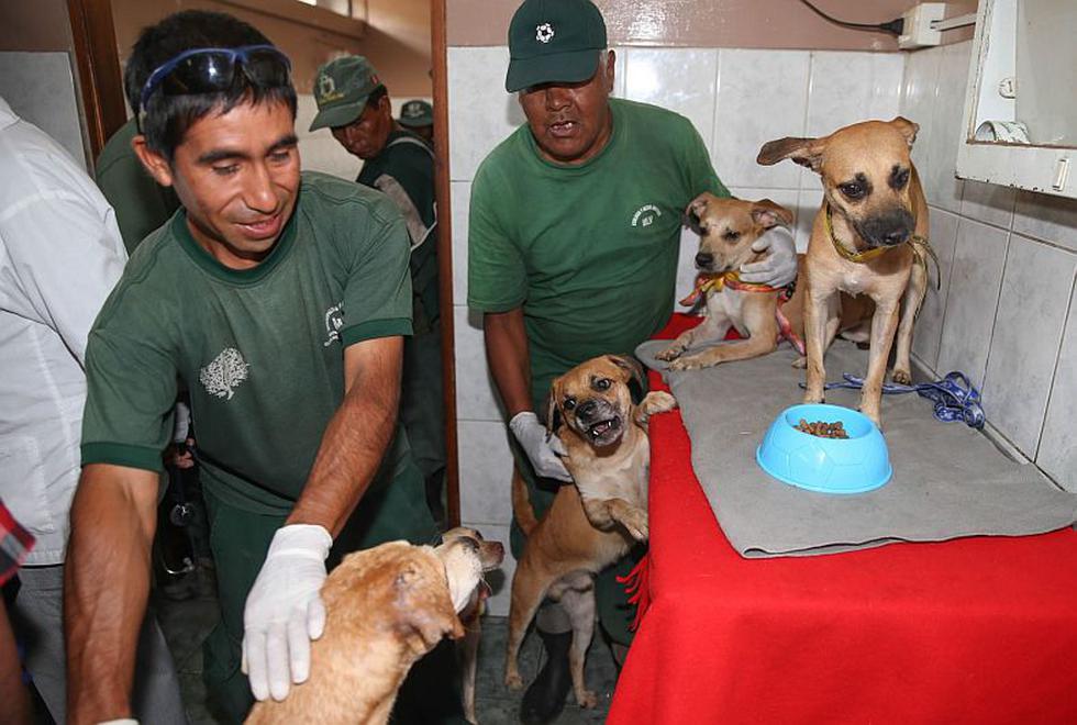 Perros abandonados en La Victoria ahora buscan un hogar. (Andina)