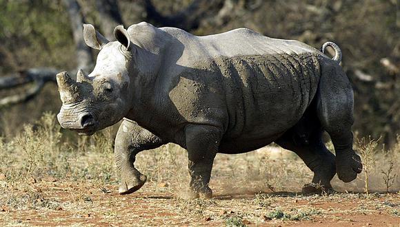 El rinoceronte negro más viejo del mundo falleció en Tanzania. (Foto referencial: AFP/Archivo)