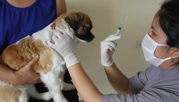 La iniciativa, en alianza con el Centro de Salud San Sebastián y el Ministerio de Salud (Minsa), busca prevenir esta zoonosis viral de tipo aguda e infecciosa, que afecta principalmente a los perros.
