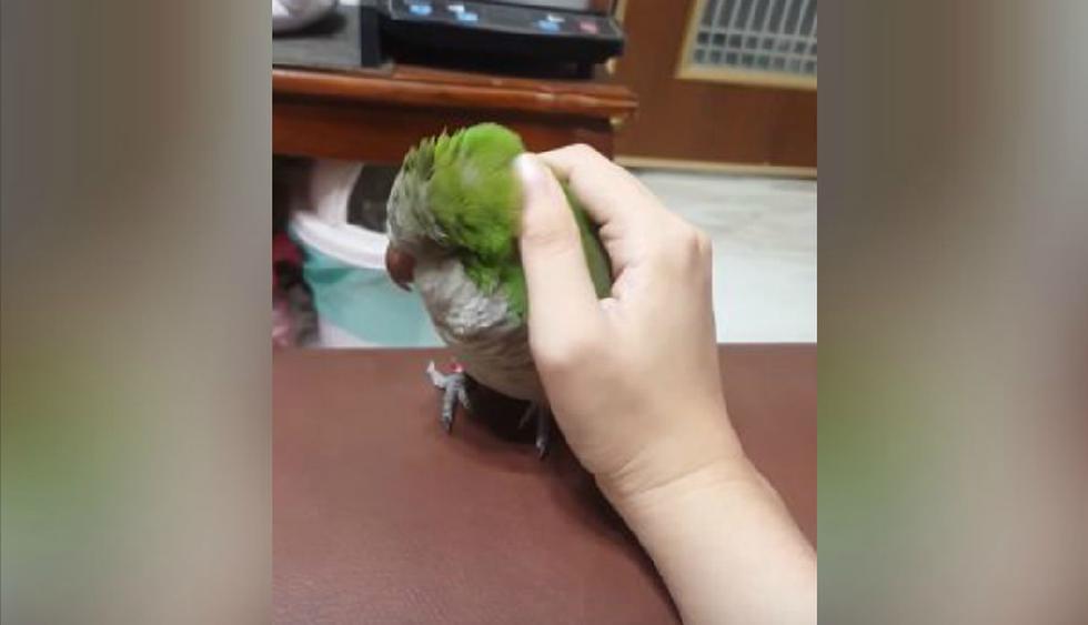 El ave se mostraba muy cómoda mientras recibía caricias de su dueño. (YouTube: ViralHog)