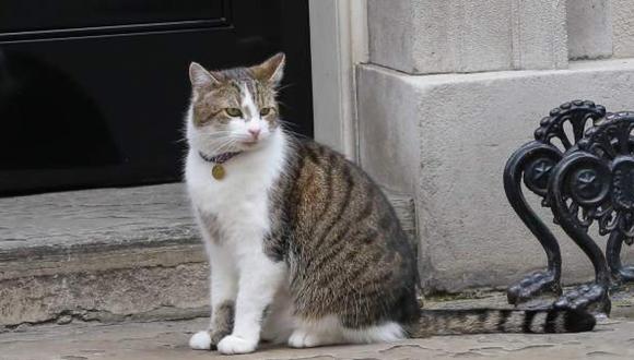 El gato de 15 años fue nombrado funcionario, lo que significa que no pertenece a ningún primer ministro, por lo que no se irá cuando Johnson abandone la residencia.