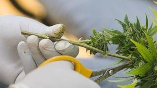 Congreso aprobó por mayoría el uso del cannabis medicinal