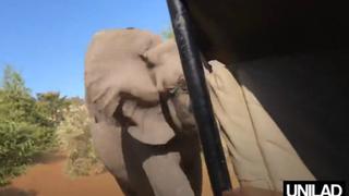 Elefante ataca un vehículo lleno de turistas y destroza uno de sus colmillos [VIDEO]
