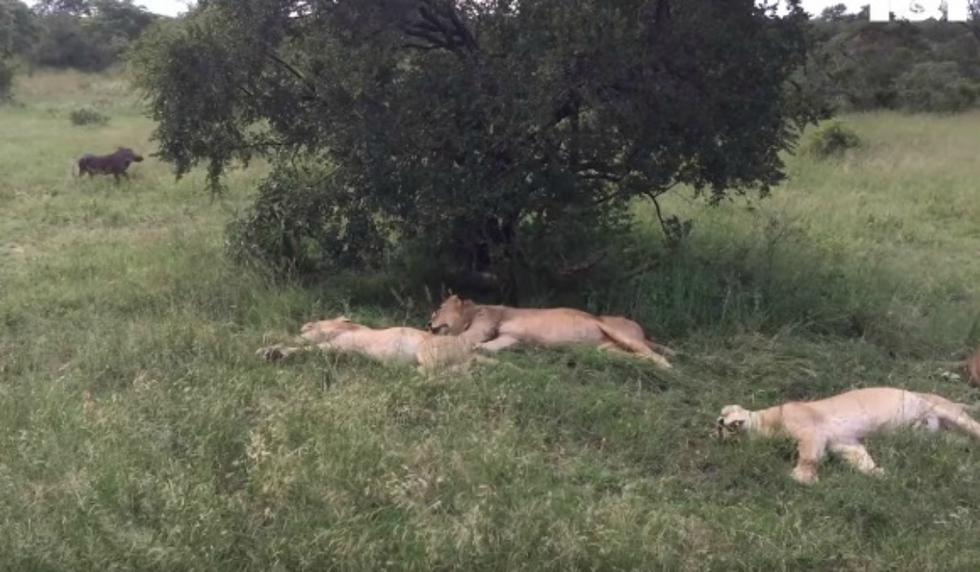 Se volvió viral en YouTube el instante en que un jabalí pasa el susto de su vida tras percatarse que interrumpió el sueño de unos leones. (Foto: Captura)