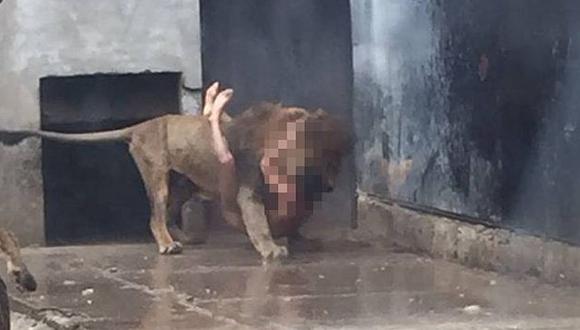 Chile: Un 'intento de suicidio' causó la muerte de dos leones en zoológico  | MUNDO | PERU21
