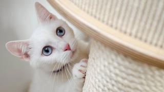 ¿Son los gatos una especie más susceptible al coronavirus? Lo que se sabe hasta hoy