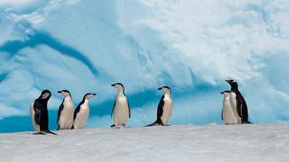 Hallan fósil de pingüino diminuto de hace 34 millones de años en la Antártida
