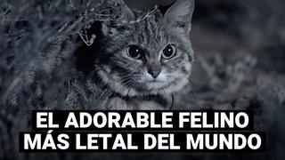 Gato patinegro: El “adorable” felino considerado el más letal del mundo