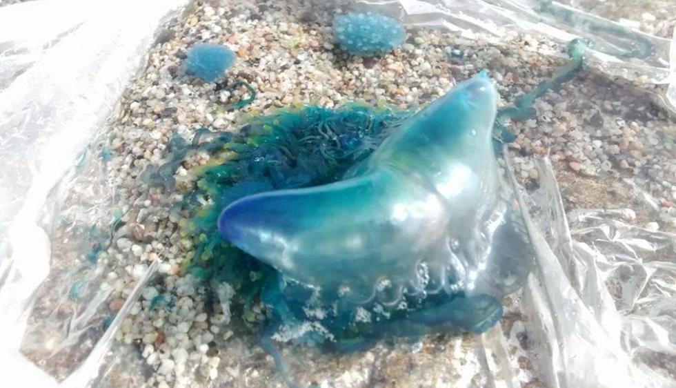 San Bartolo: Aparición de medusas azules se debe al calentamiento del mar. (El HuaycoSurfCam)