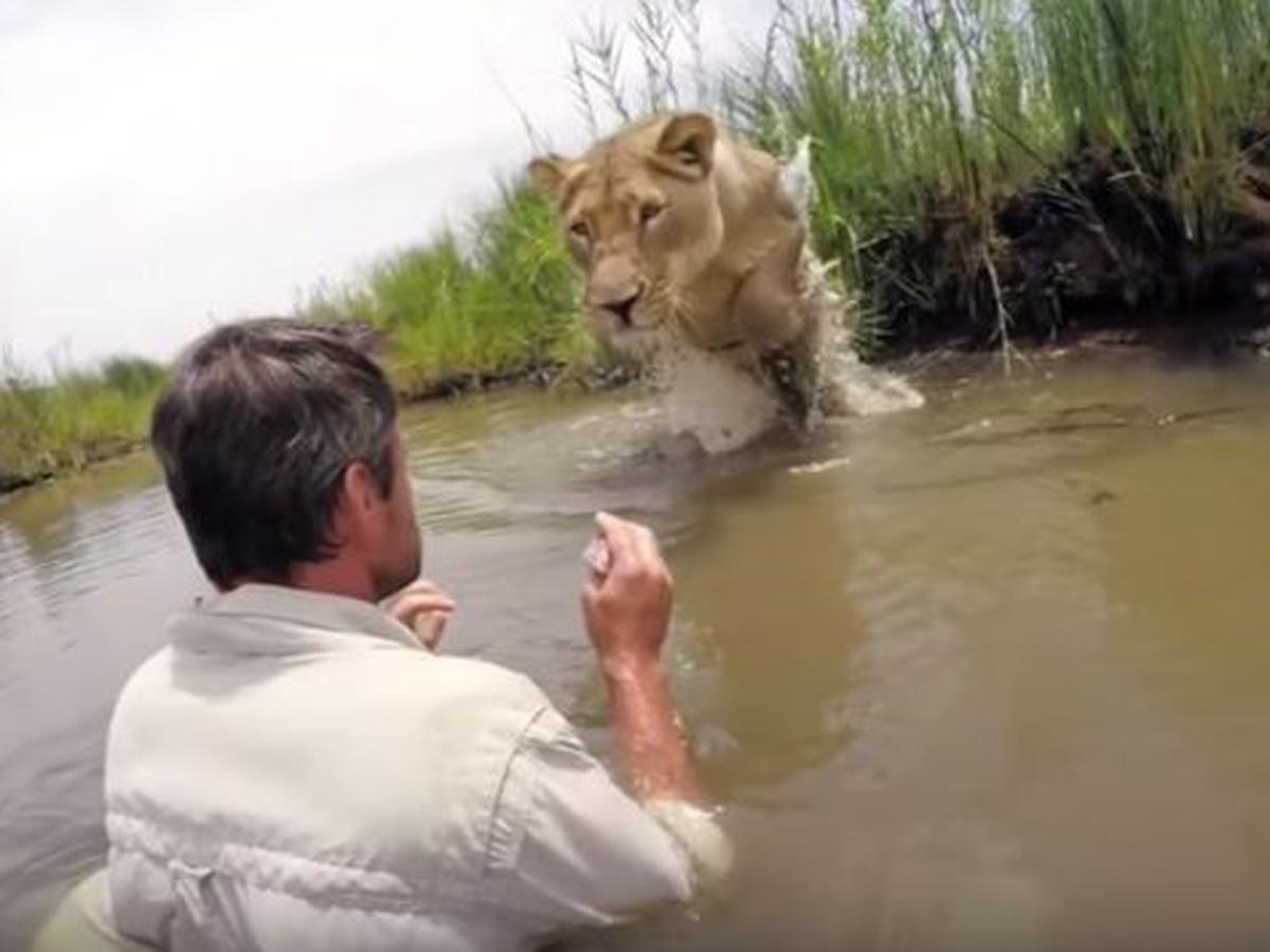 Mira el emotivo encuentro entre una leona y el hombre que la rescató cuando  era cachorra [VIDEO] | MUNDO | PERU21