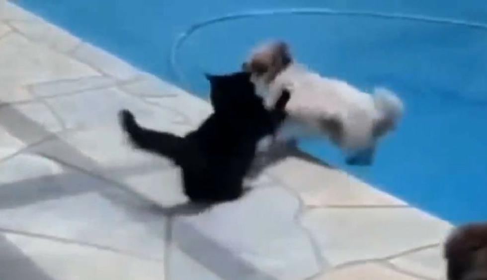 Un perro se llevó una gran sorpresa cuando se acercó a un gato para olfatearlo. (Captura YouTube)