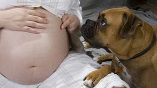 Los perros pueden servir de ayuda a las embarazadas