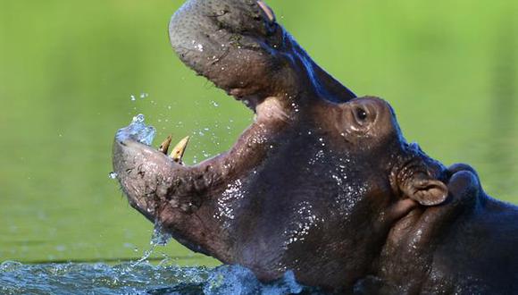 Los hipopótamos fueron llevados por Pablo Escobar en la década de los 80.