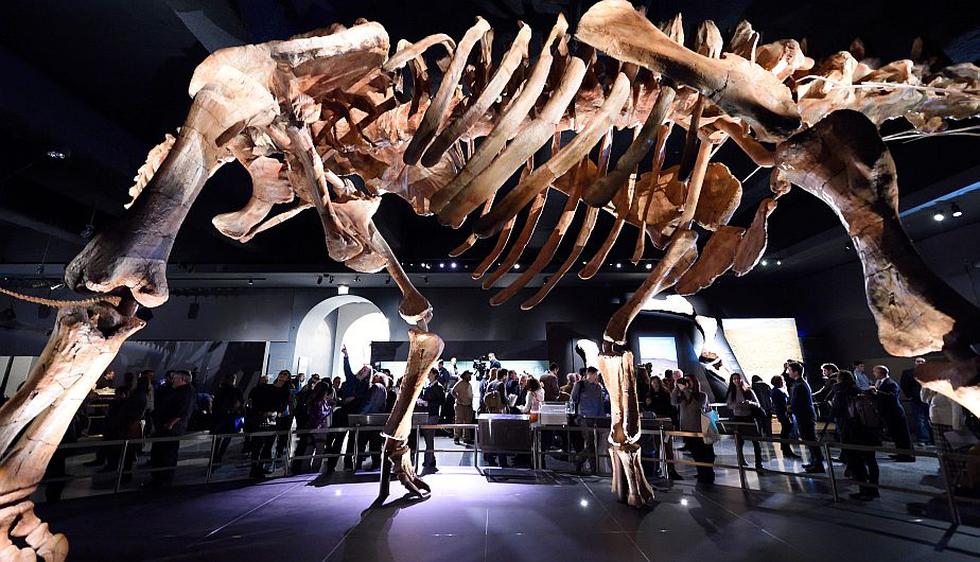 Titanosaurio argentino es la nueva estrella del Museo Historia Natural de Nueva York. (AFP)