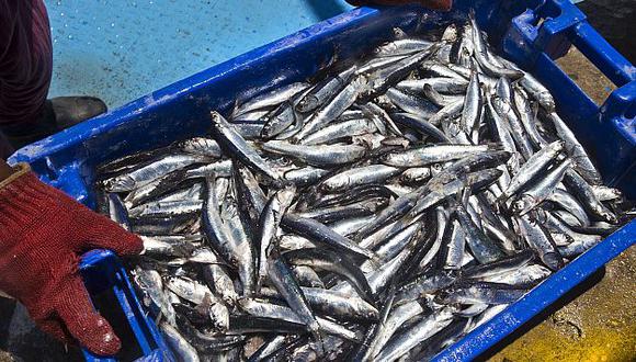 La producción del sector pesca en agosto disminuyó 10.31%. (USI)