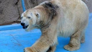 El oso polar 'Arturo', el "animal más triste del mundo", falleció en Argentina