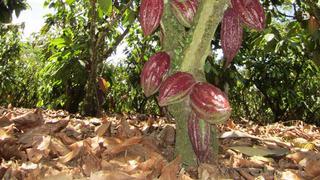 Cacao peruano será exportado a EEUU y Suiza