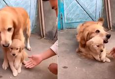 Perro protege celosamente a su cachorro y genera mucha ternura[VIDEO]