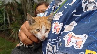 Surco: periodistas que cubren las incidencias en el exterior de la casa de Keiko Fujimori rescataron y salvaron a un gato envenenado