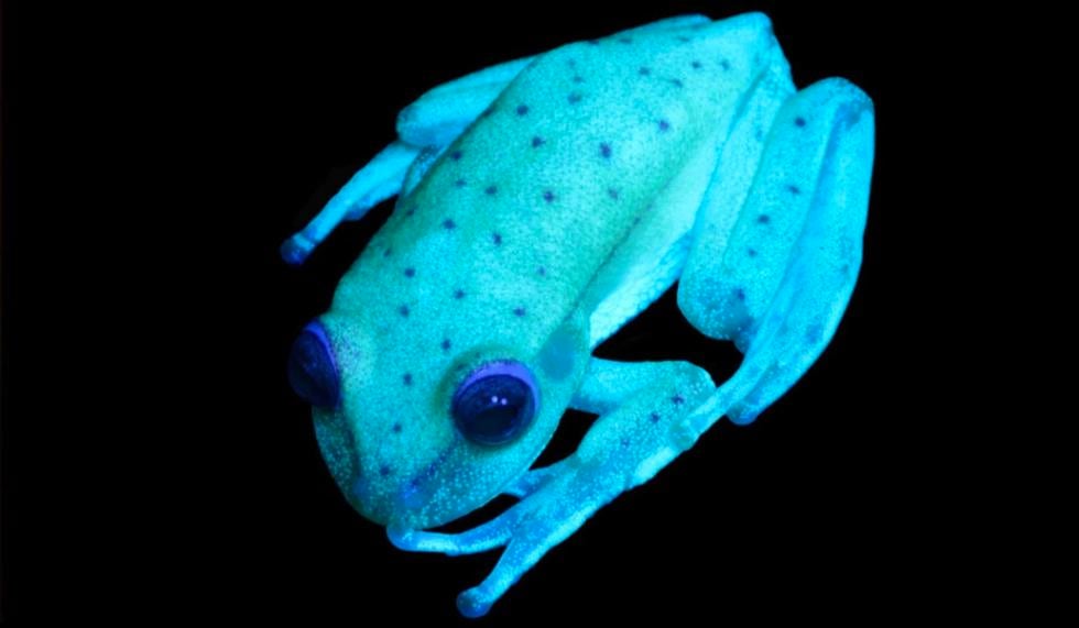 Esta es la rana fluorescente. (Conicet)