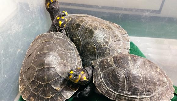 Puno: tras denuncia ciudadana, SERFOR recupera 4 tortugas que eran exhibidas sin autorización en Juliaca
