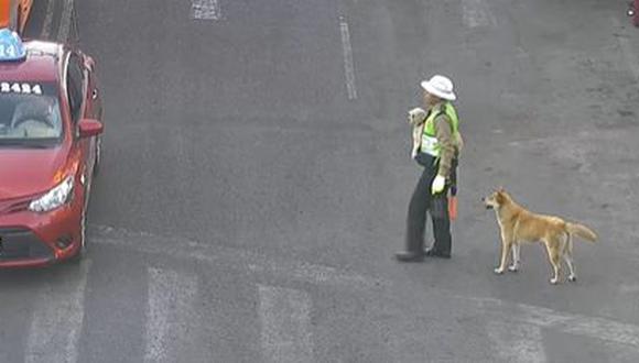 En la grabación se aprecia al agente paralizando el tránsito vehicular para que los canes puedan cruzar la vía sin ningún problema. (Foto: Captura Video)