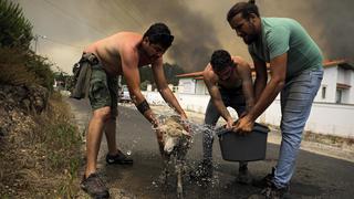 Las increíbles imágenes del momento en que salvan a una oveja de las llamas que azotan Portugal