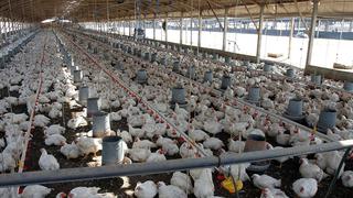 Las avícolas preparan un plan de exportación