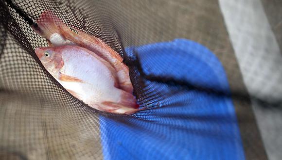 Trabajadores del sector pesca y acuicultura podrán realizar sus labores acatando normas sanitarios y portando los permisos exigidos por el Gobierno. (Foto: GEC)