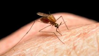 Muertes por malaria, el doble de lo estimado