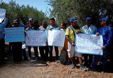 Tacna: Olivicultores piden que se declare en emergencia producción de olivo por dramática caída