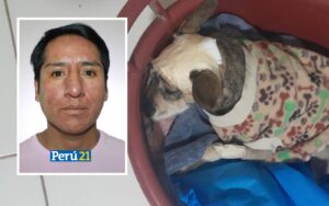Arequipa: Sentencian a trabajador por brutal agresión a perrita Layca