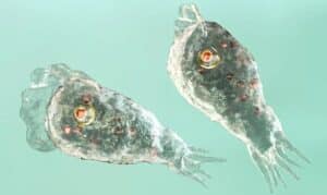 Niño necesita tratamiento tras contraer una ameba ‘comecerebros’ en clases de natación