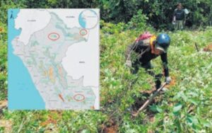 Aparecen cultivos ilícitos de coca en regiones fronterizas con Colombia y Brasil 