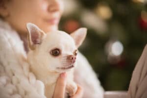 ¿Qué razas de perros sufren más en invierno?: Guía para proteger a las más vulnerables