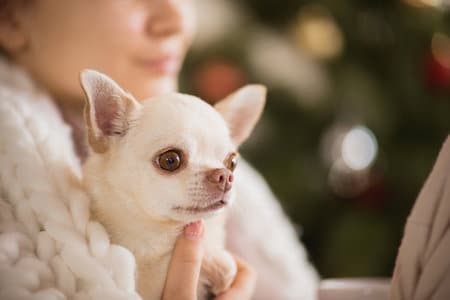 Razas de perros que sufren más en invierno