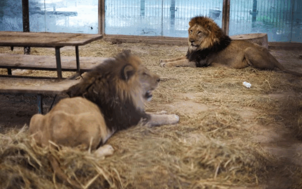Leones Dinamarca