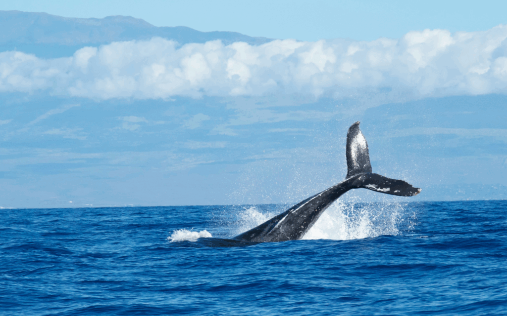 BALLENA