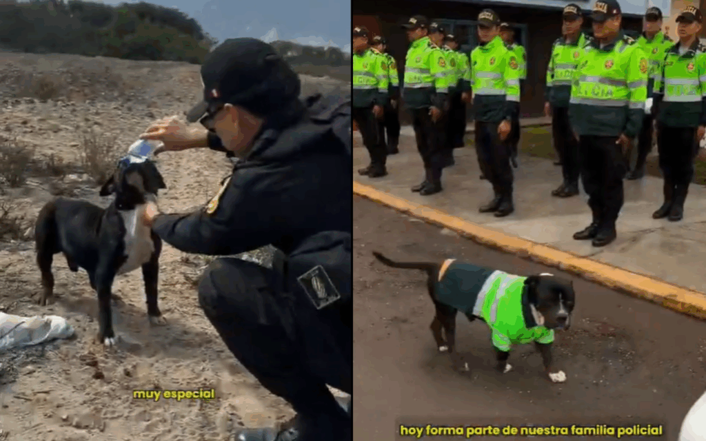perrito