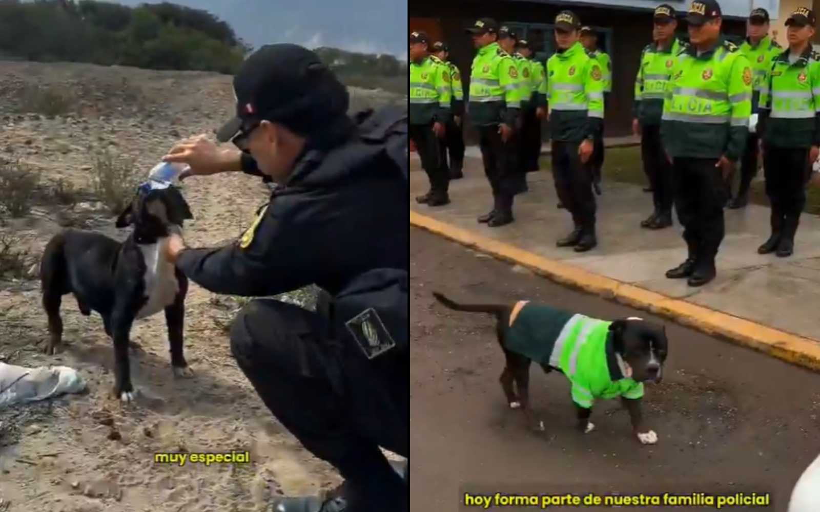 perrito