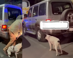 Maltrato animal en Trujillo