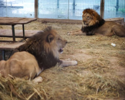 Leones Dinamarca