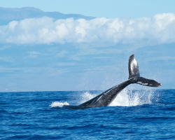 BALLENA