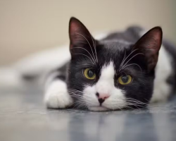 Gatos